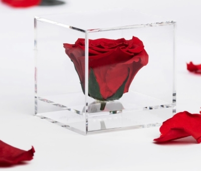 Single Red Infinity Rose Cube